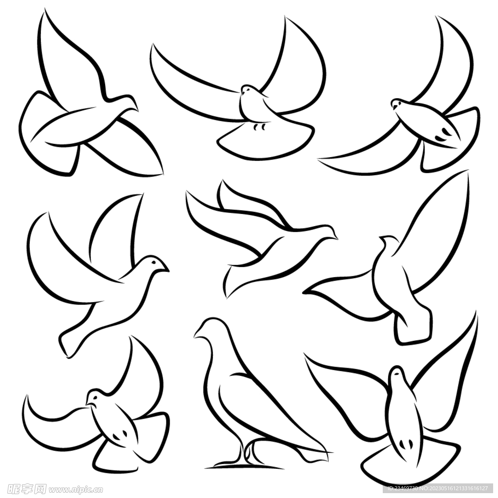 鸽子