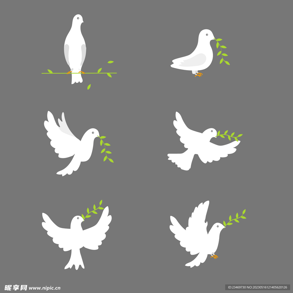 鸽子