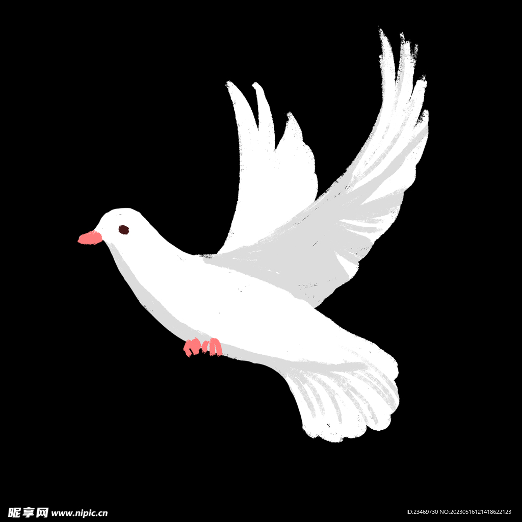 鸽子
