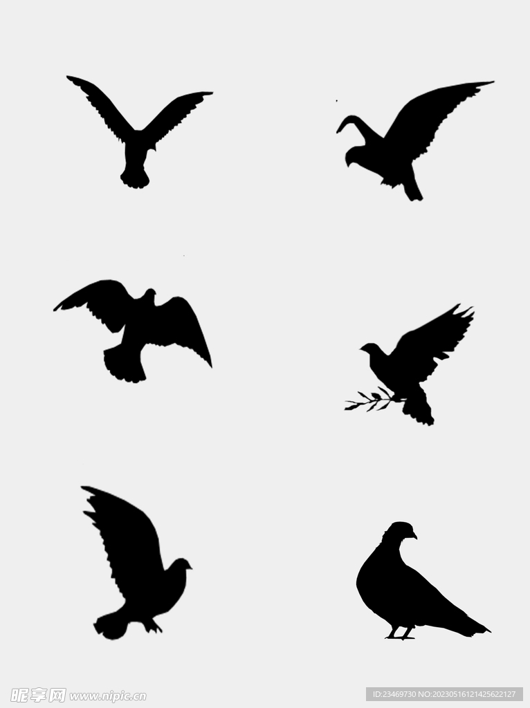 鸽子
