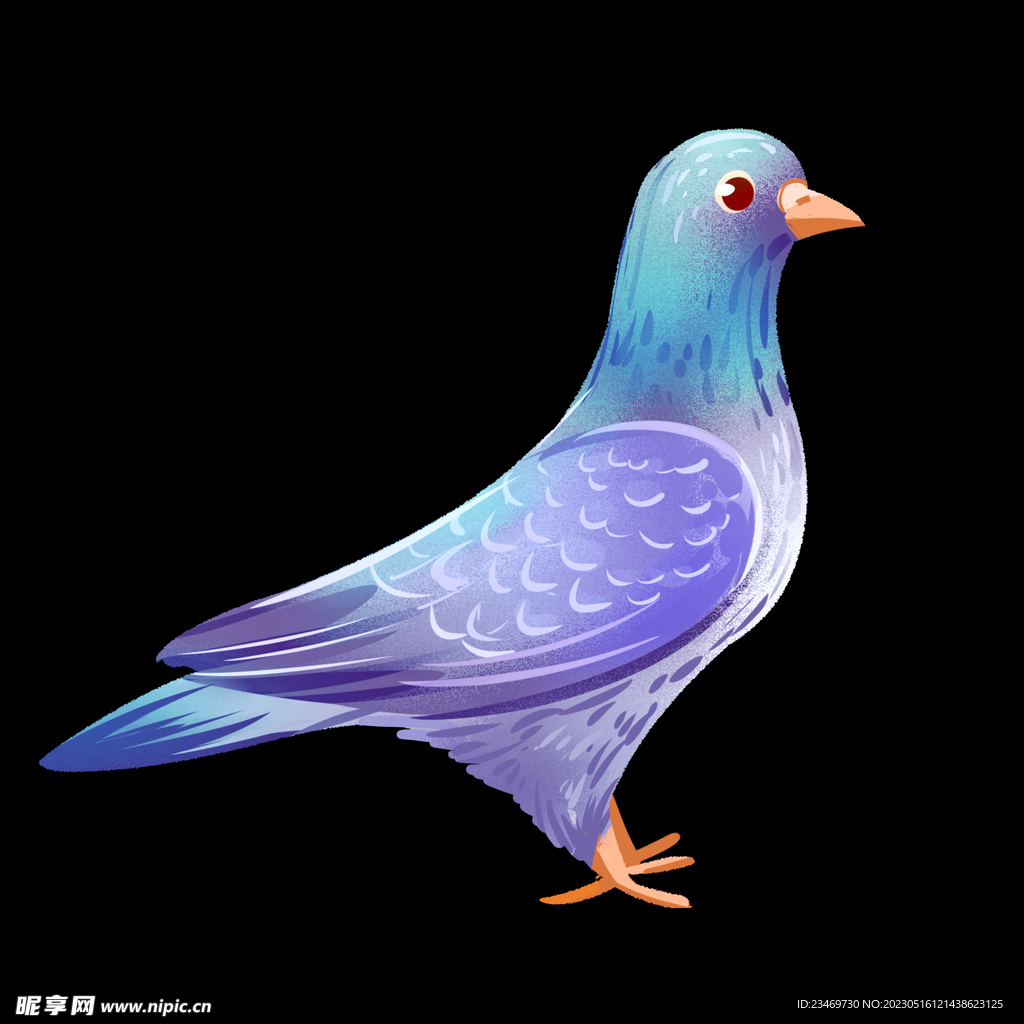 鸽子