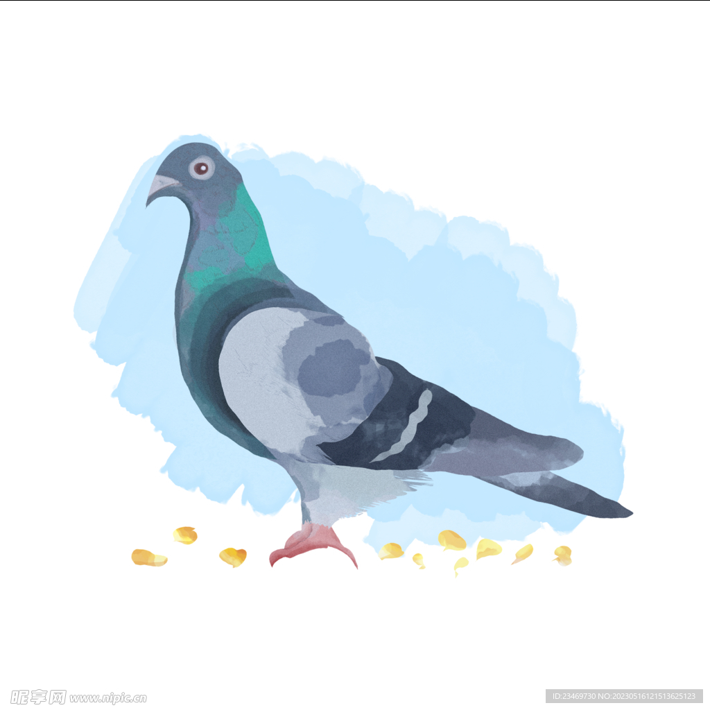 鸽子