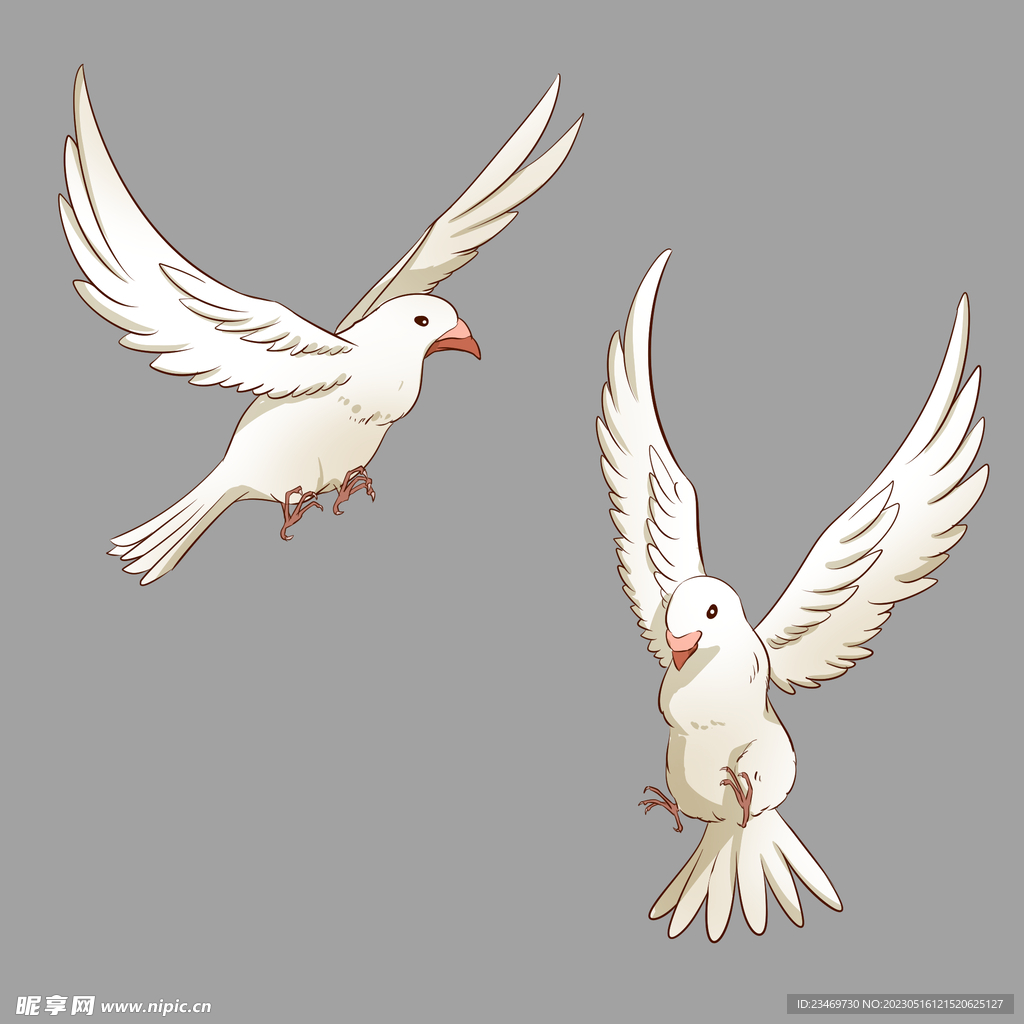 鸽子