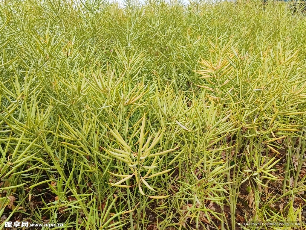大片油菜籽