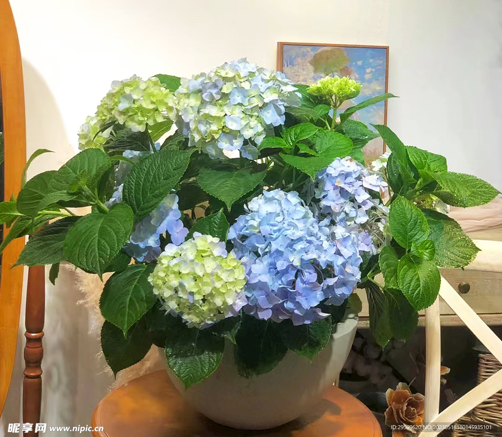 绣球花