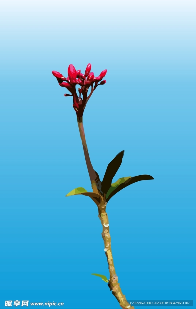 变叶珊瑚花