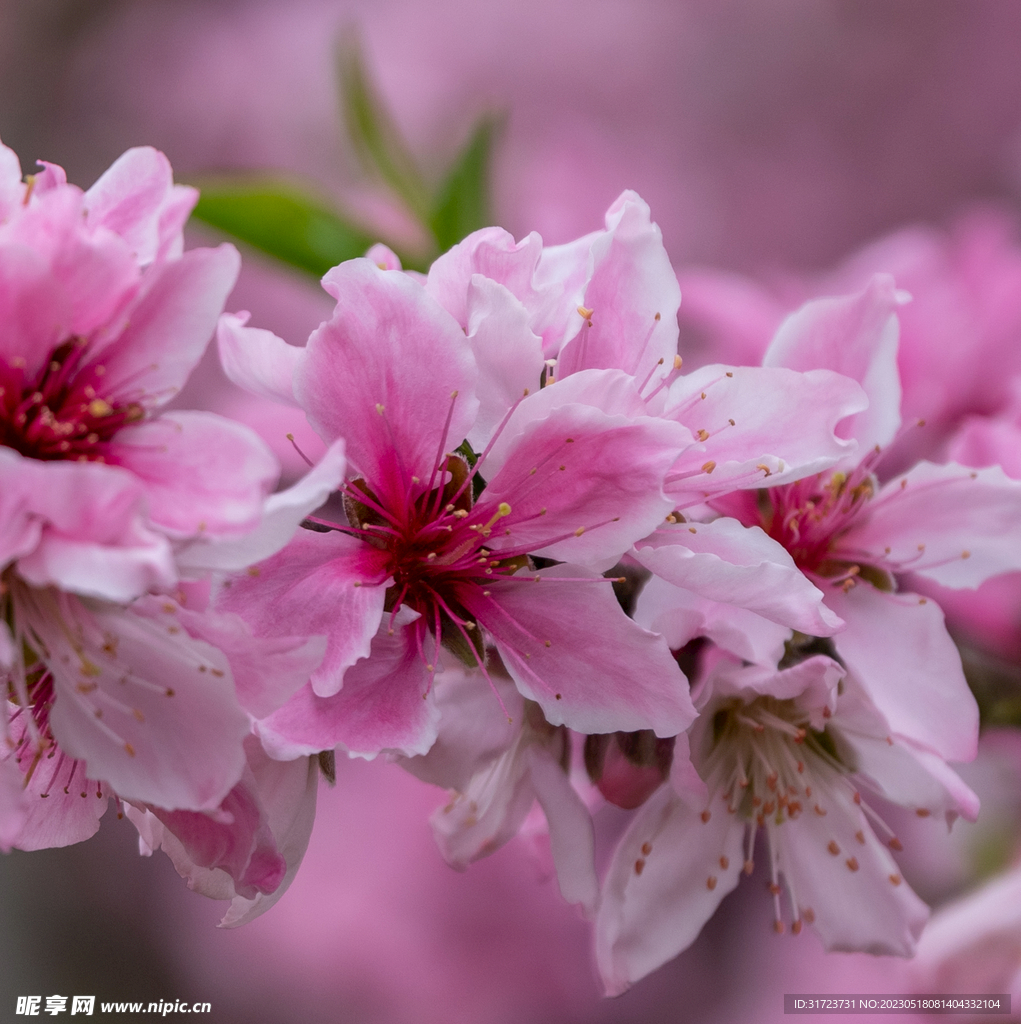 桃花