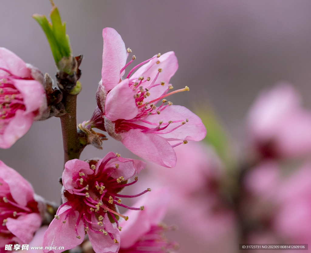 桃花