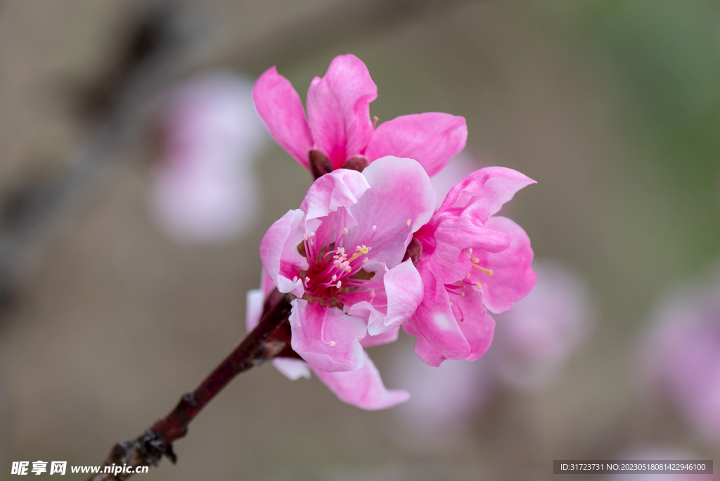 桃花