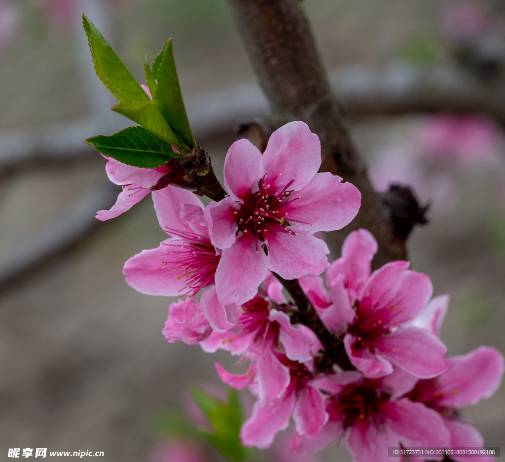 桃花 