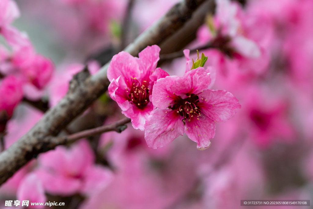 桃花 