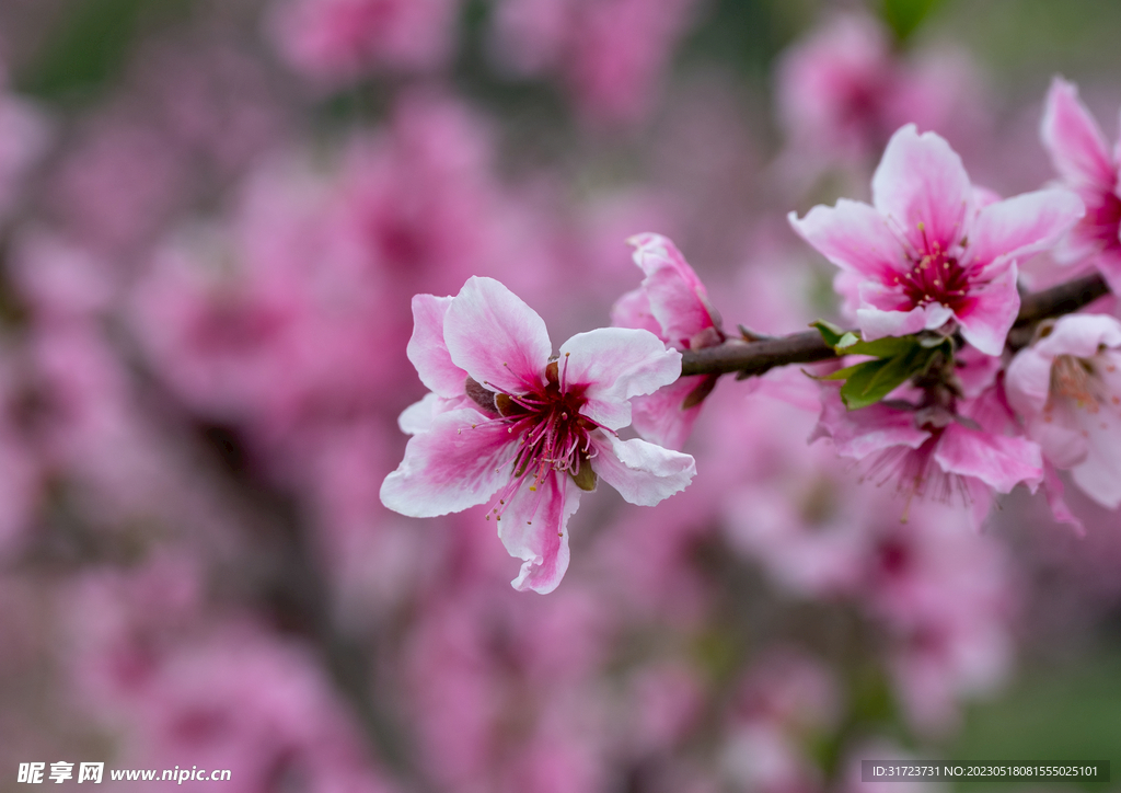 桃花