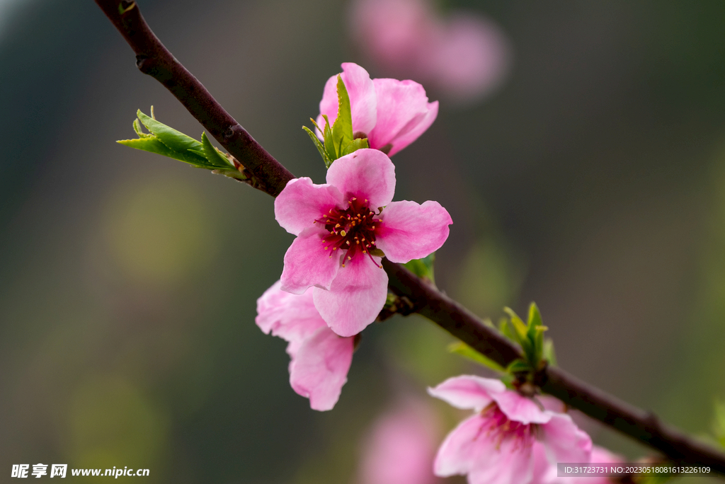 桃花