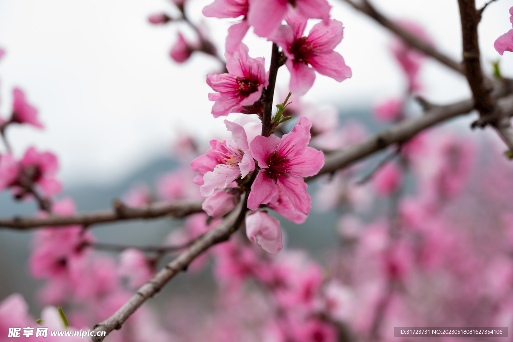 桃花 