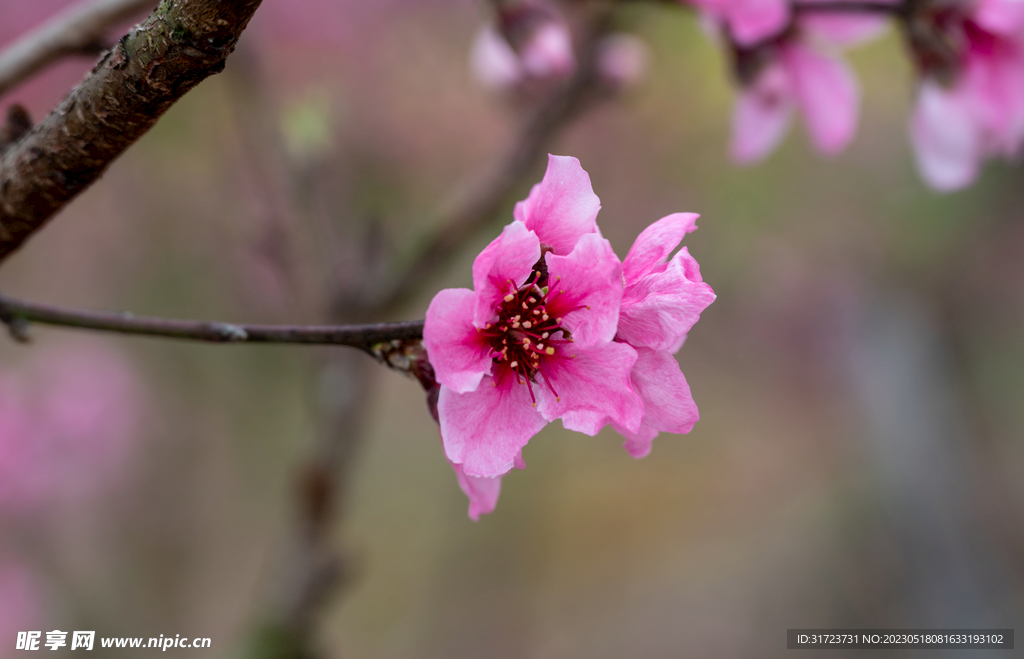 桃花