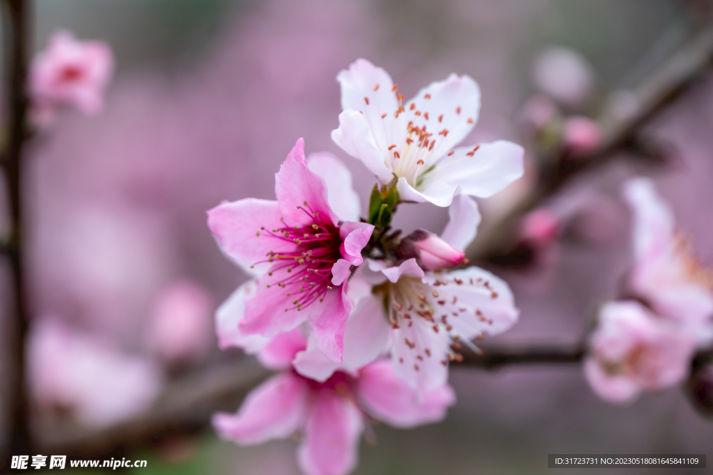 桃花