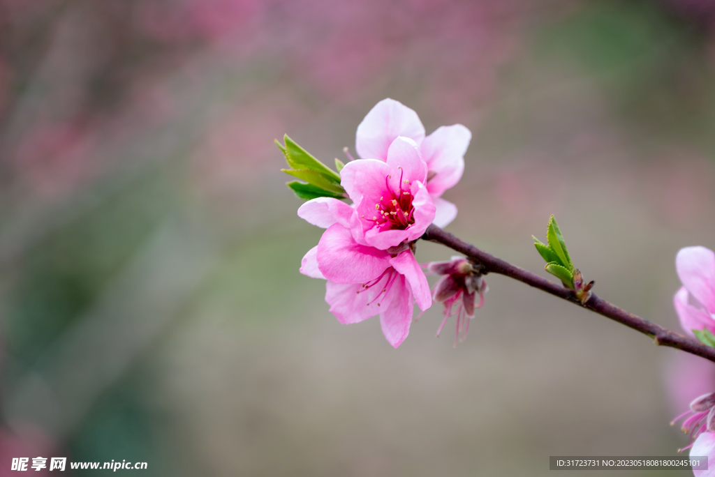 桃花