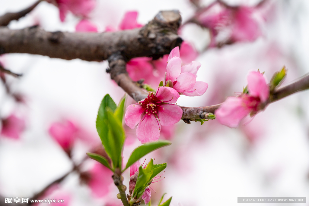 桃花