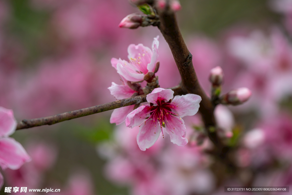 桃花