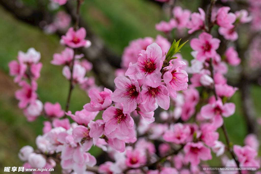 桃花 