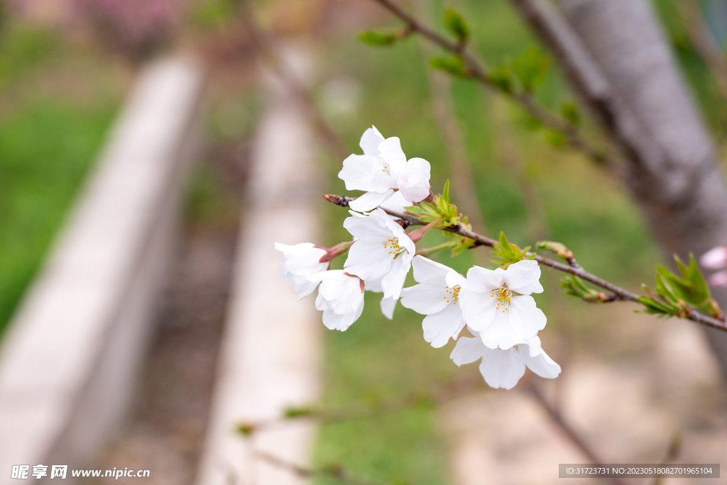 桃花 