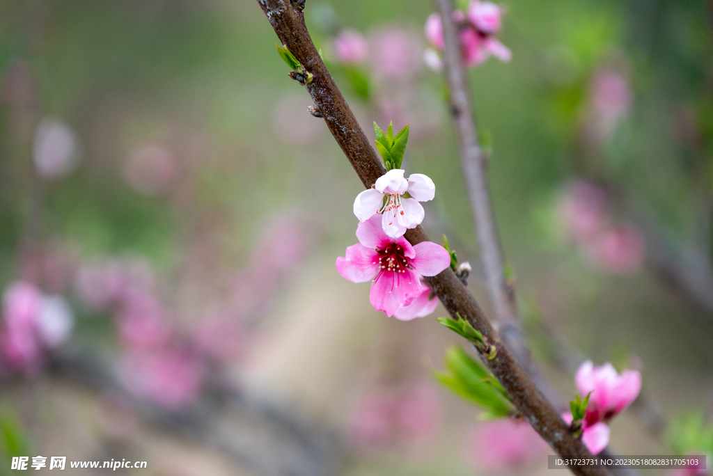 桃花