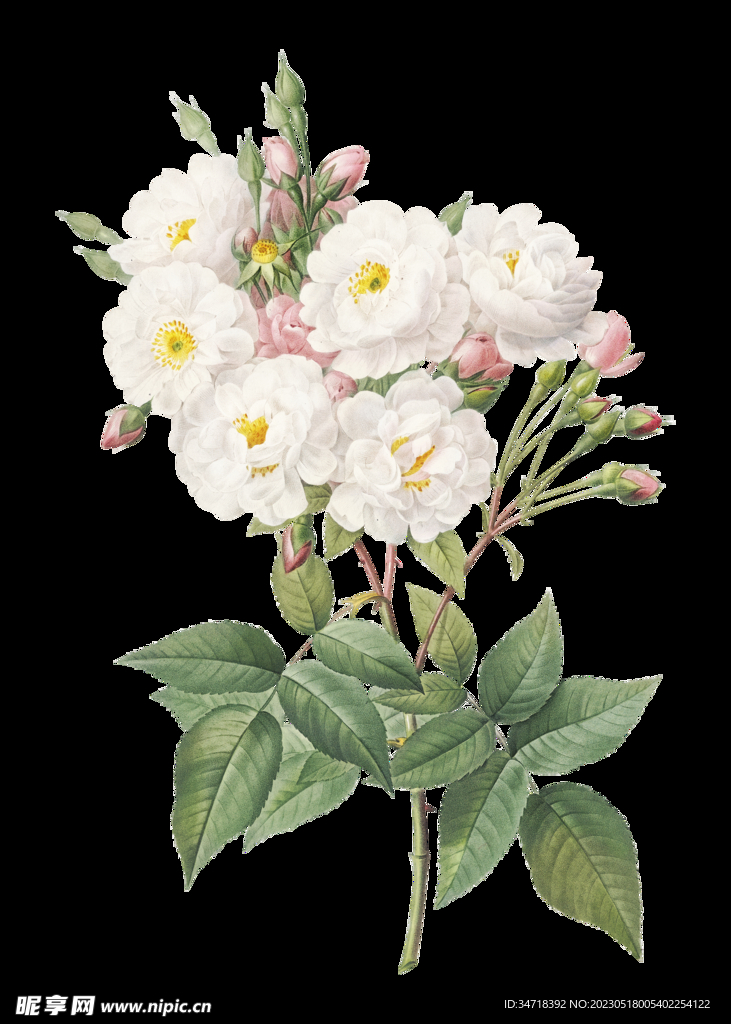 白色花