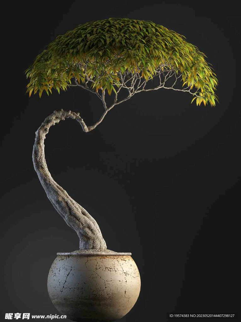 C4D模型 盆栽  