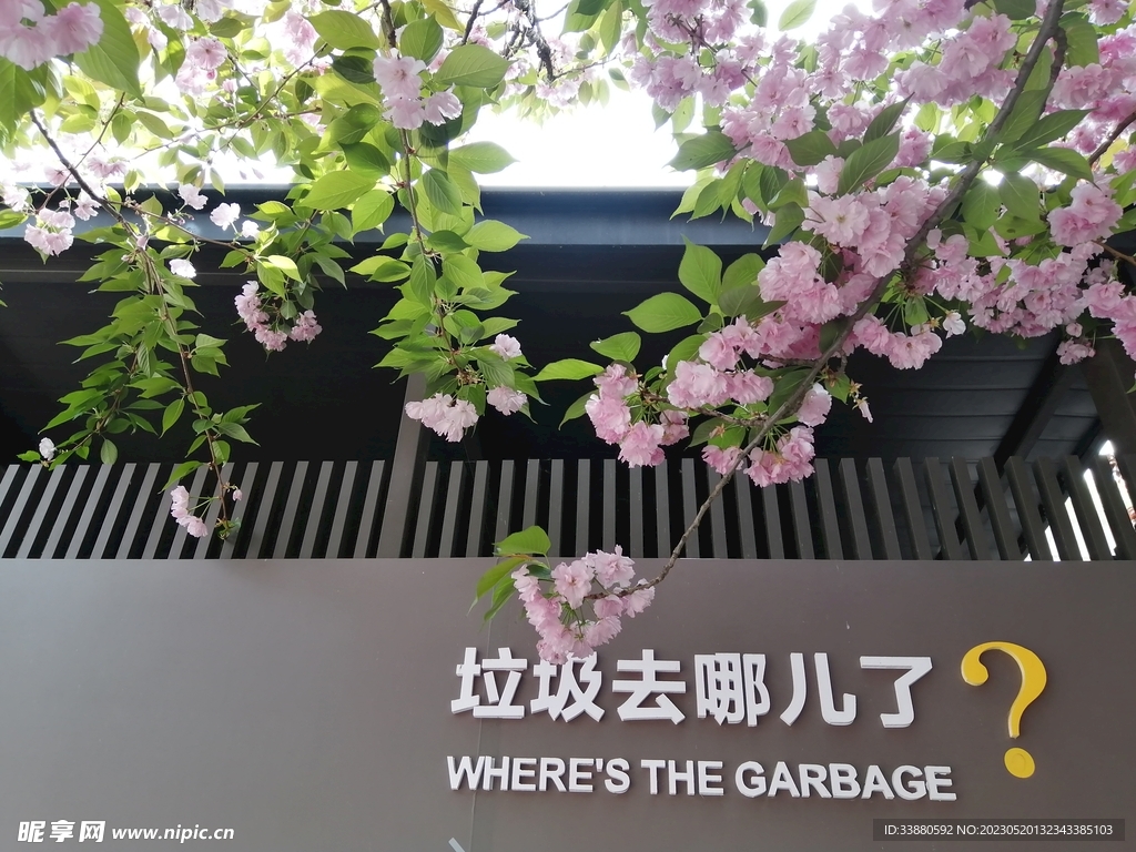 樱花