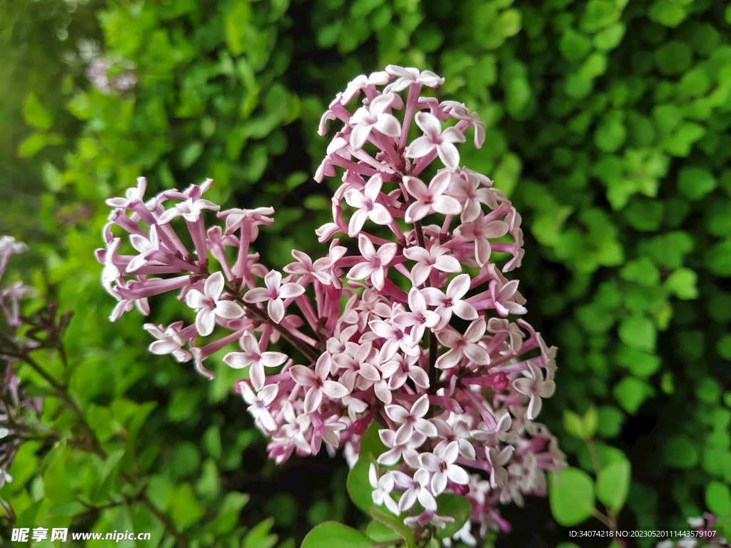 丁香花