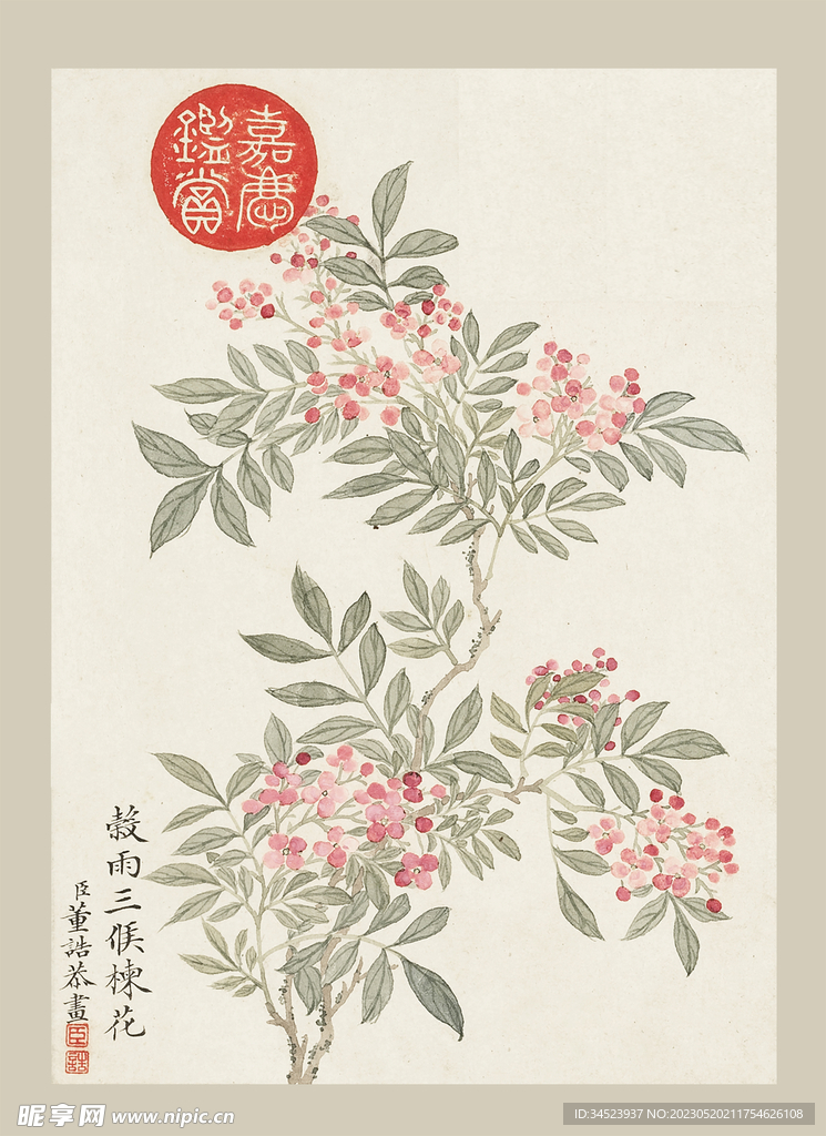 传统节气花卉
