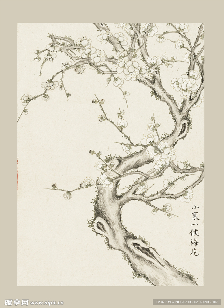 传统节气花卉