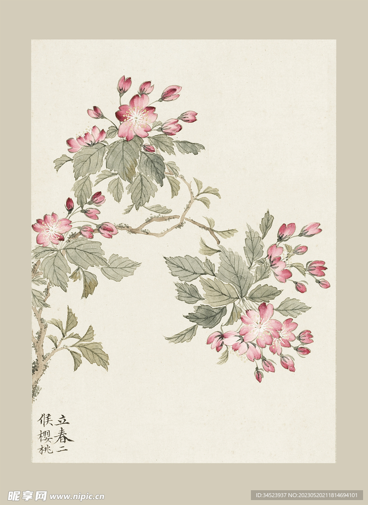 传统节气花卉