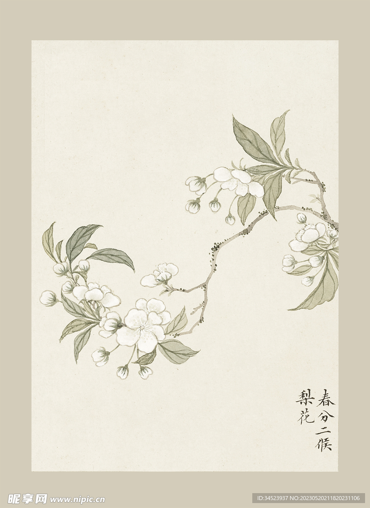传统节气花卉