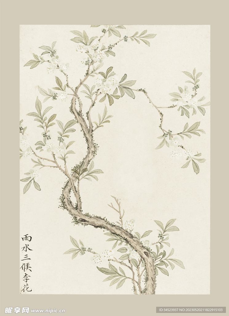 传统节气花卉