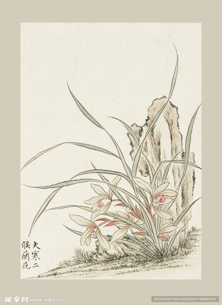 传统节气花卉