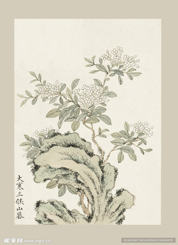 传统节气花卉