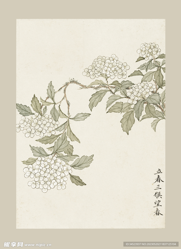 传统节气花卉