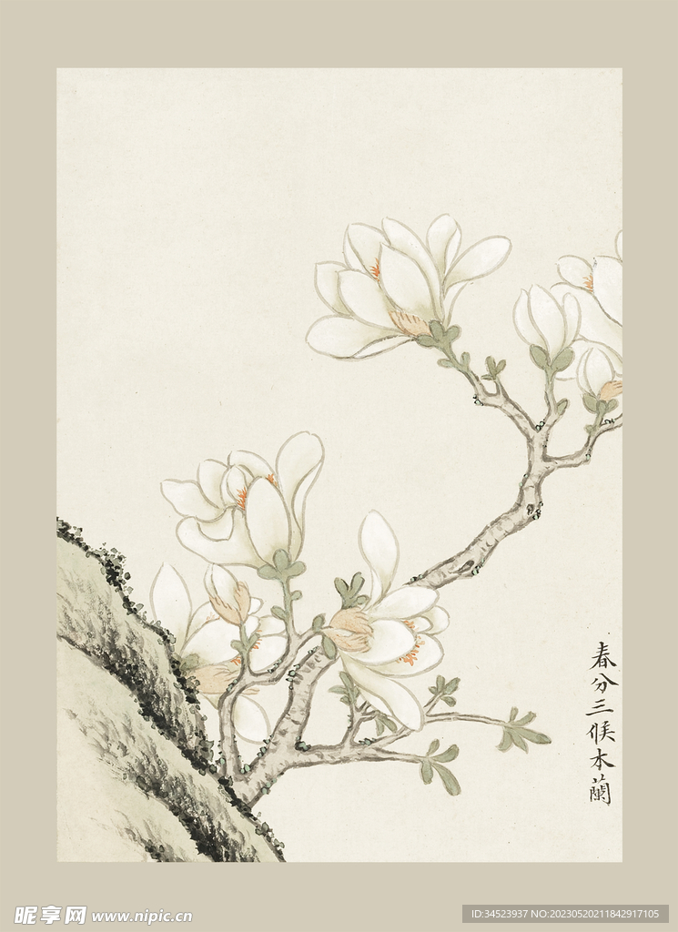 传统节气花卉