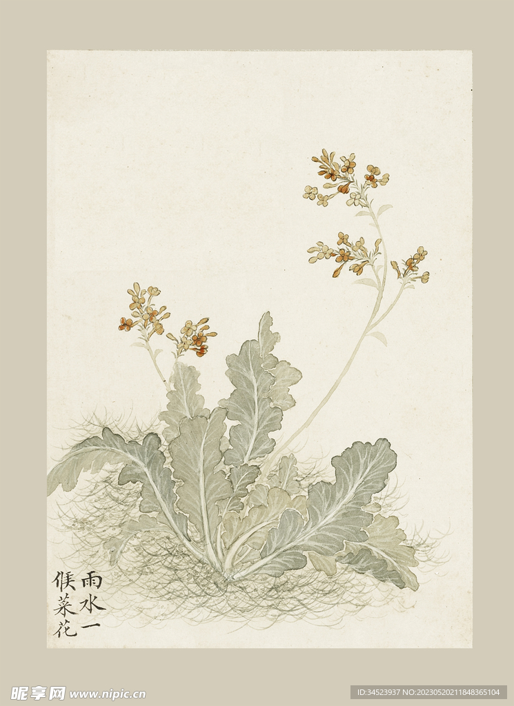 传统节气花卉