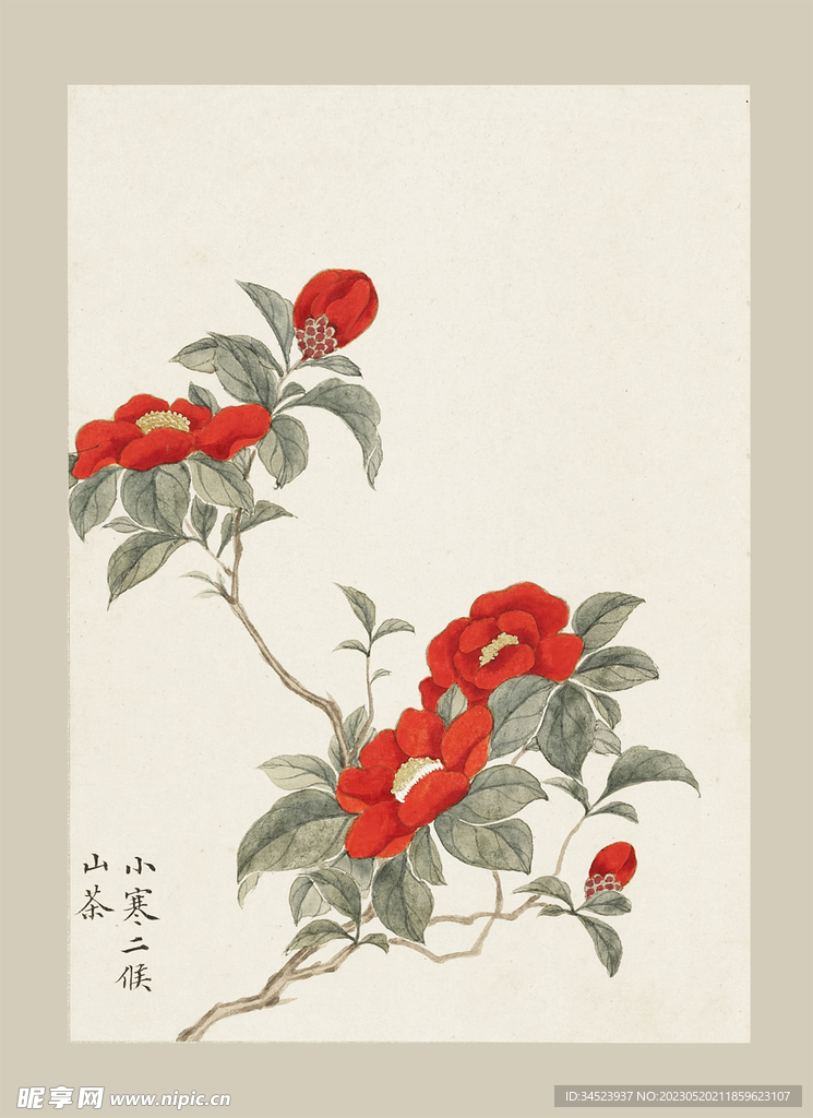 传统节气花卉