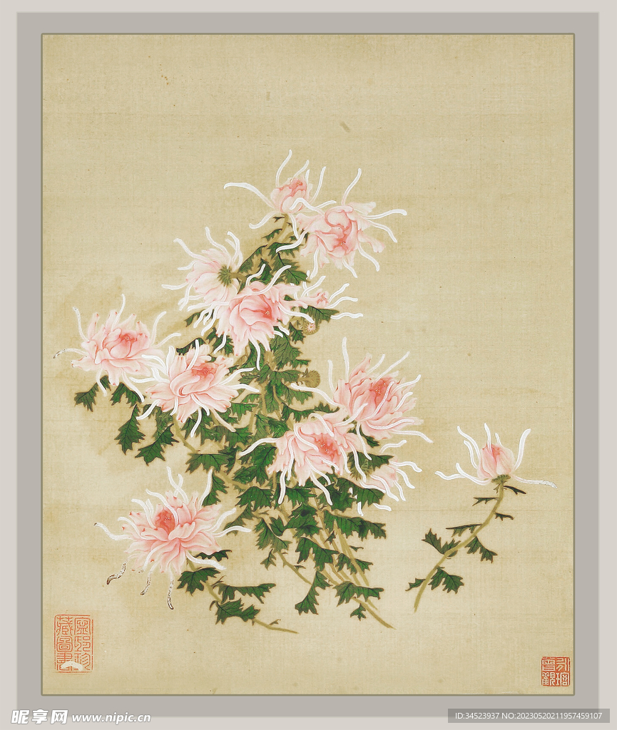 国画菊花系列