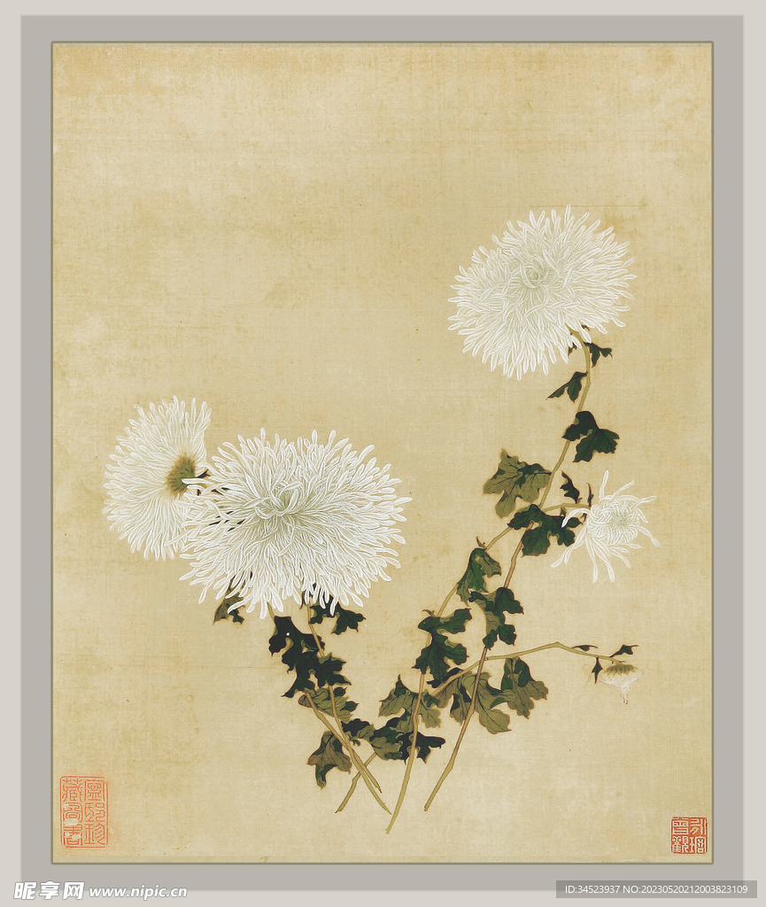 国画菊花系列
