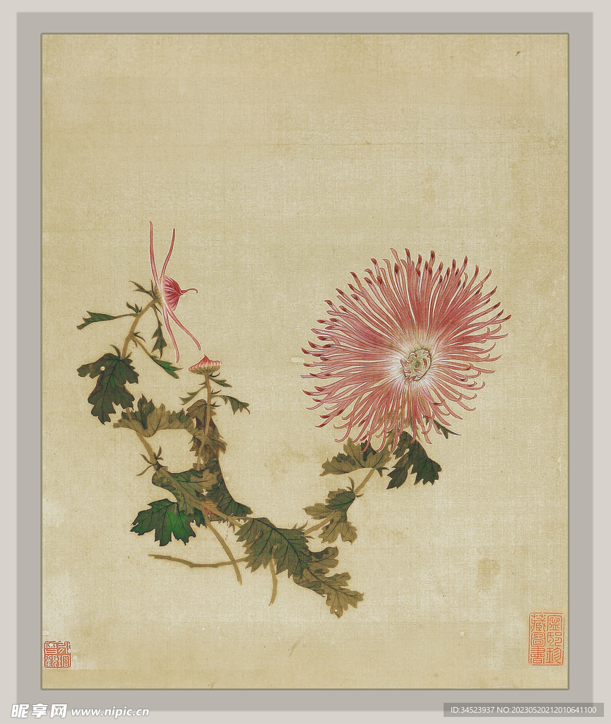 国画菊花系列