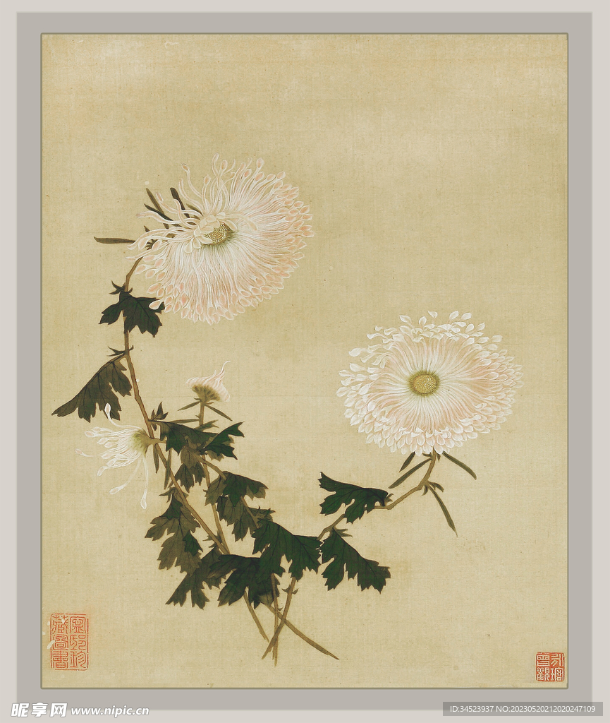 国画菊花系列2