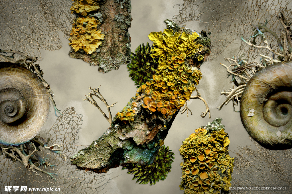 植物干枯纹理背景