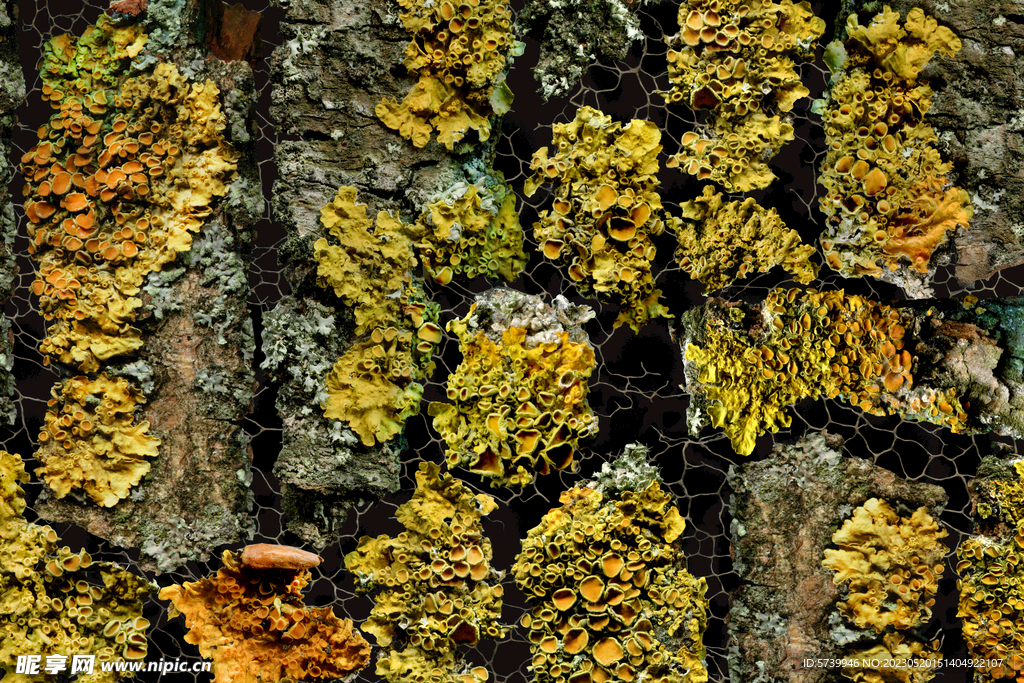 植物干枯纹理背景