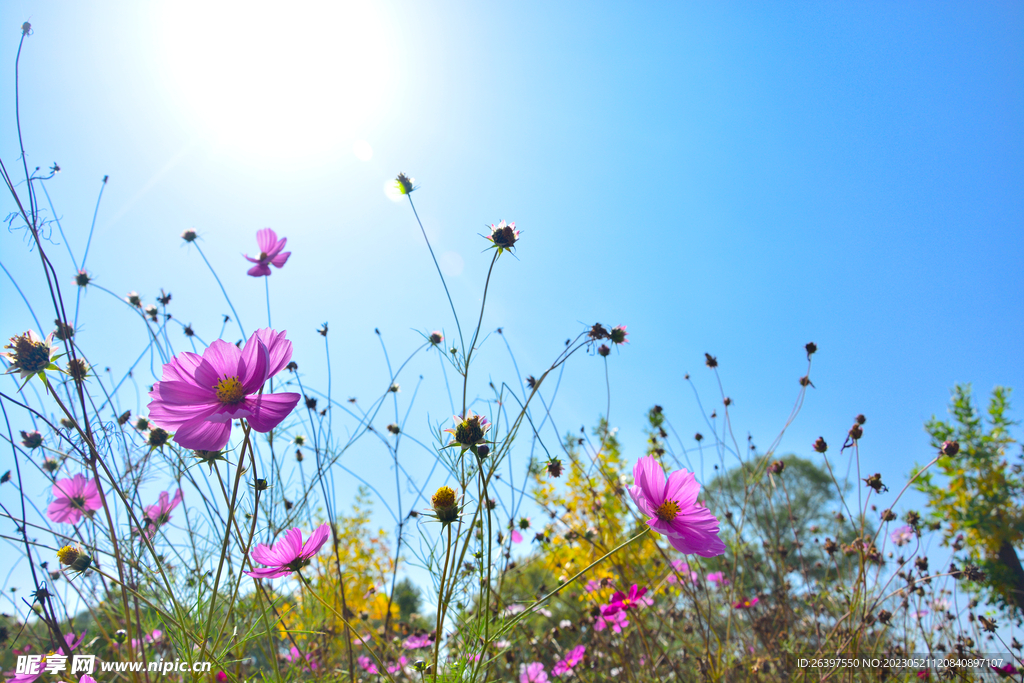 格桑花