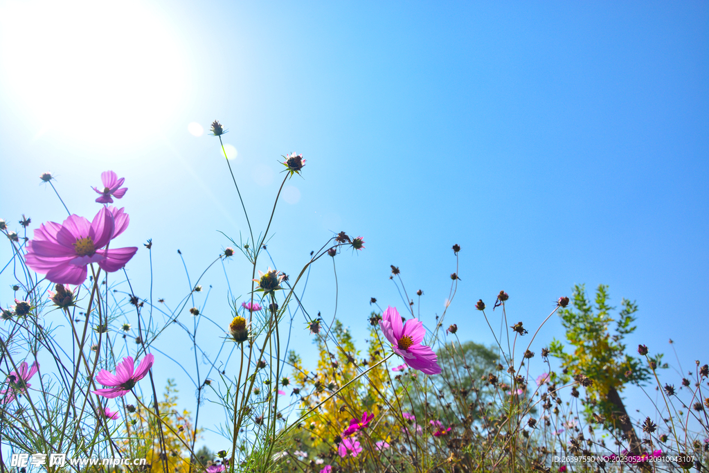格桑花