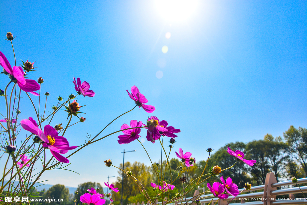 格桑花